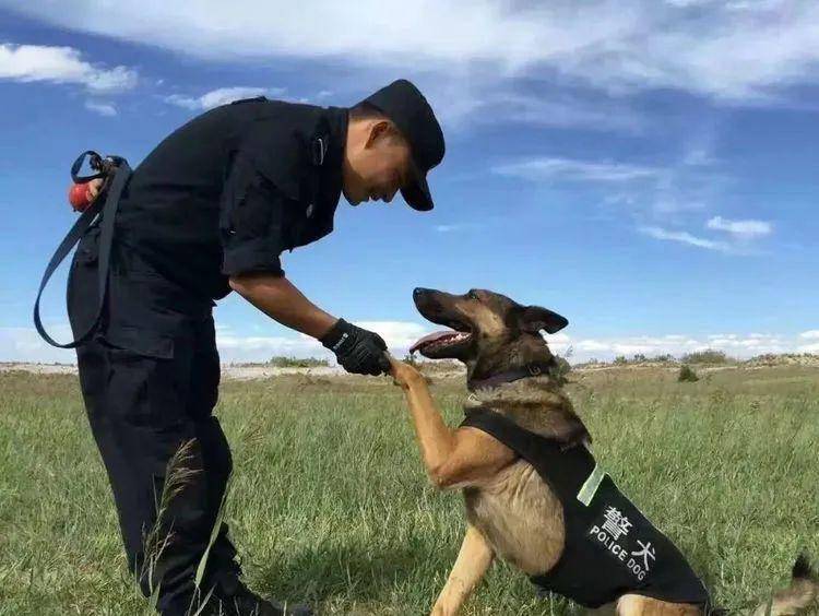 大型警犬图片 警察图片