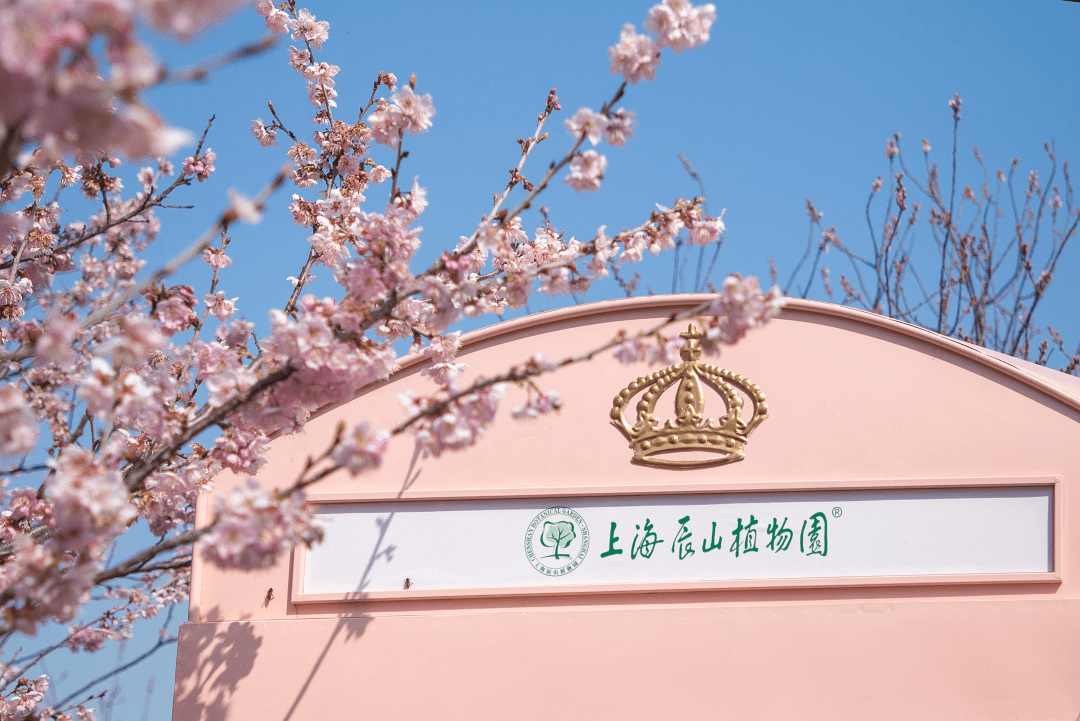 辰山植物园的樱花大道图片