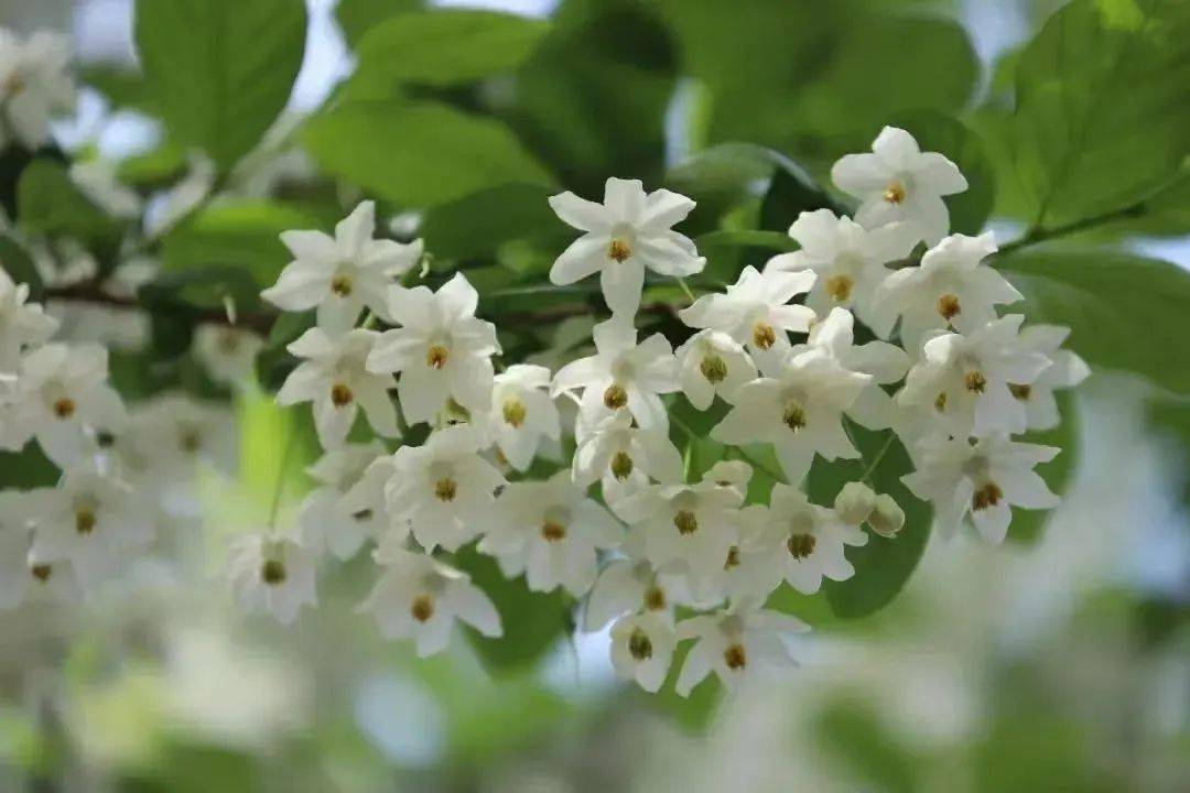 在灿烂的色彩里找寻属于春天的浪漫淡雅的茉莉花香便扑鼻而来置身花海