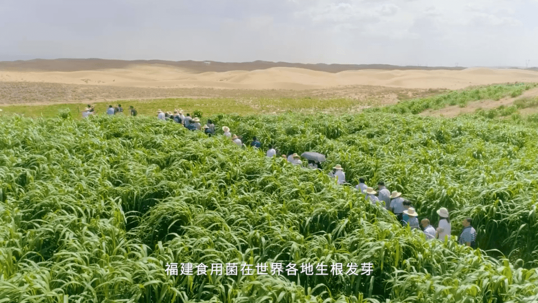 福建农林大学林占熺教授,感动中国!_菌草_技术_种植