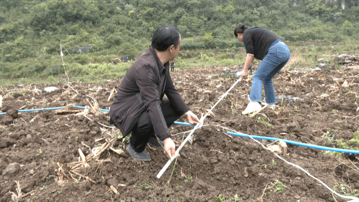 中国红枫树树苗种植方法和技术