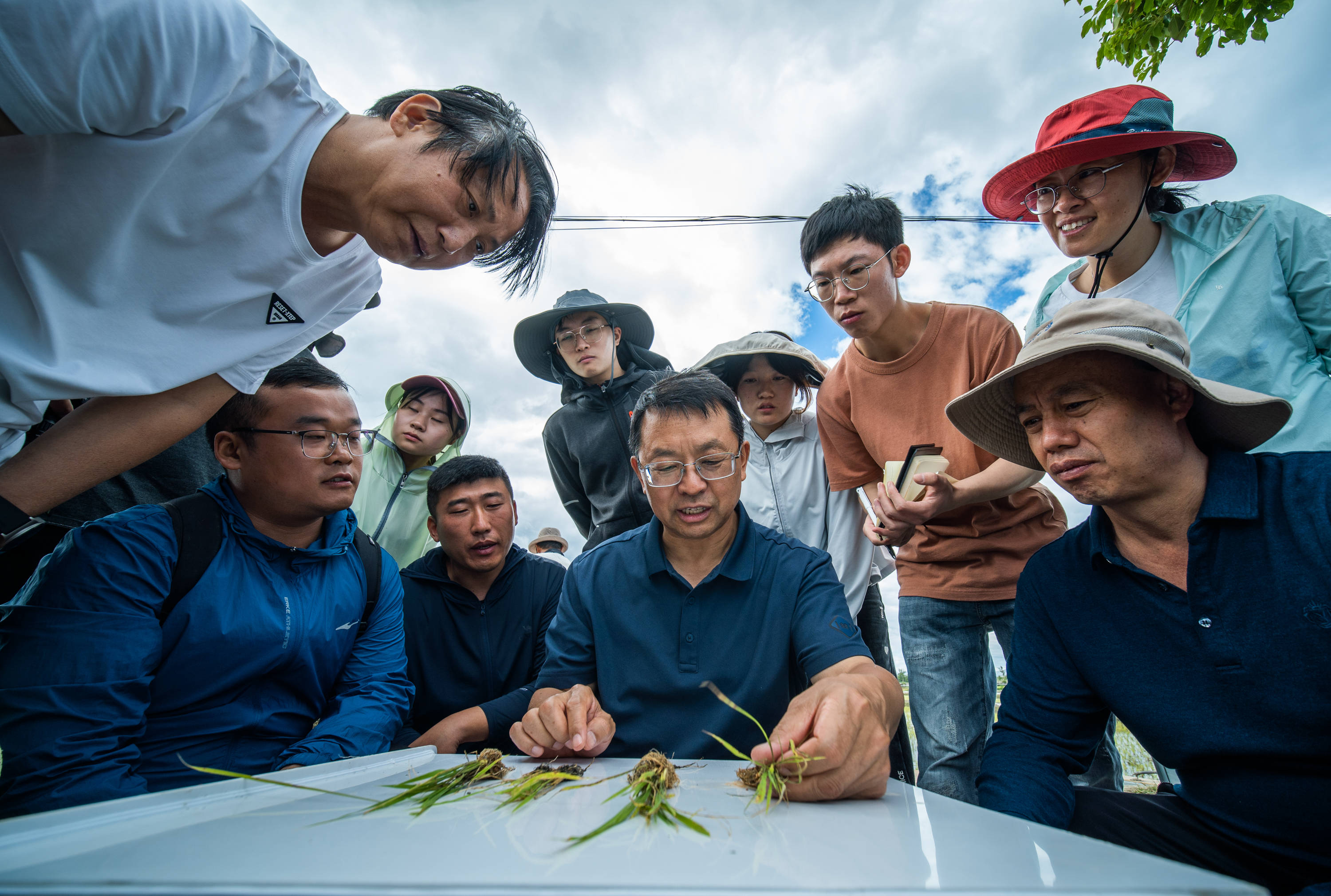 全国人大代表张福锁:在苍山洱海间打造绿色农业_污染_科技_小院