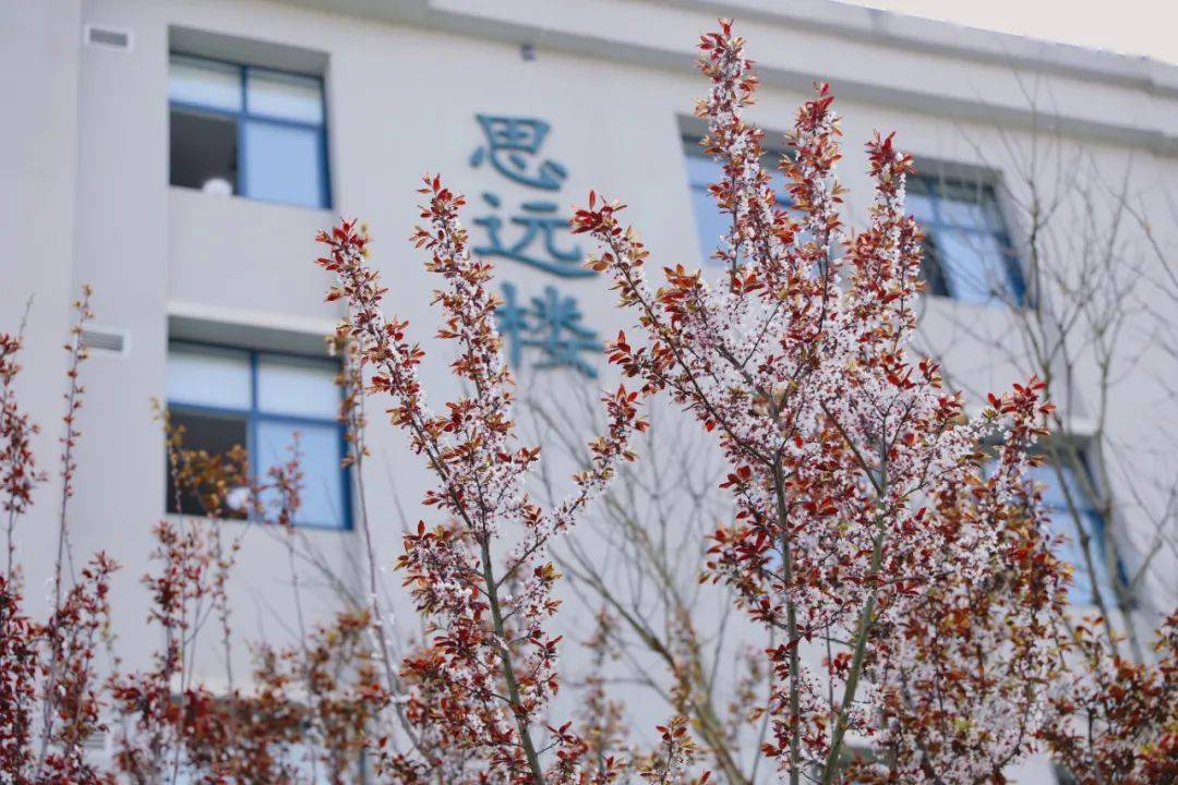 安康中学高新分校招聘教师公告_专业化_相关_学历
