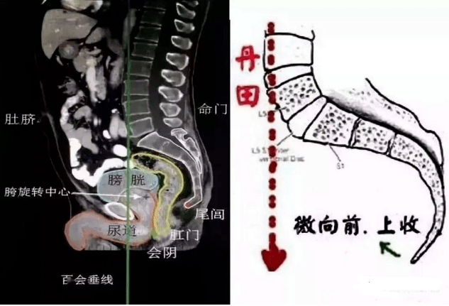 人的尾椎骨的位置图片图片