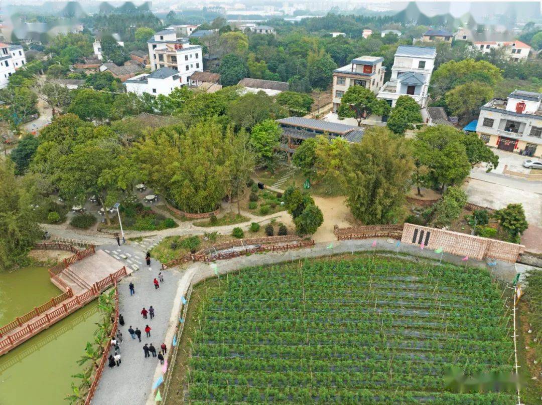 还是那个赤西村 花开成海