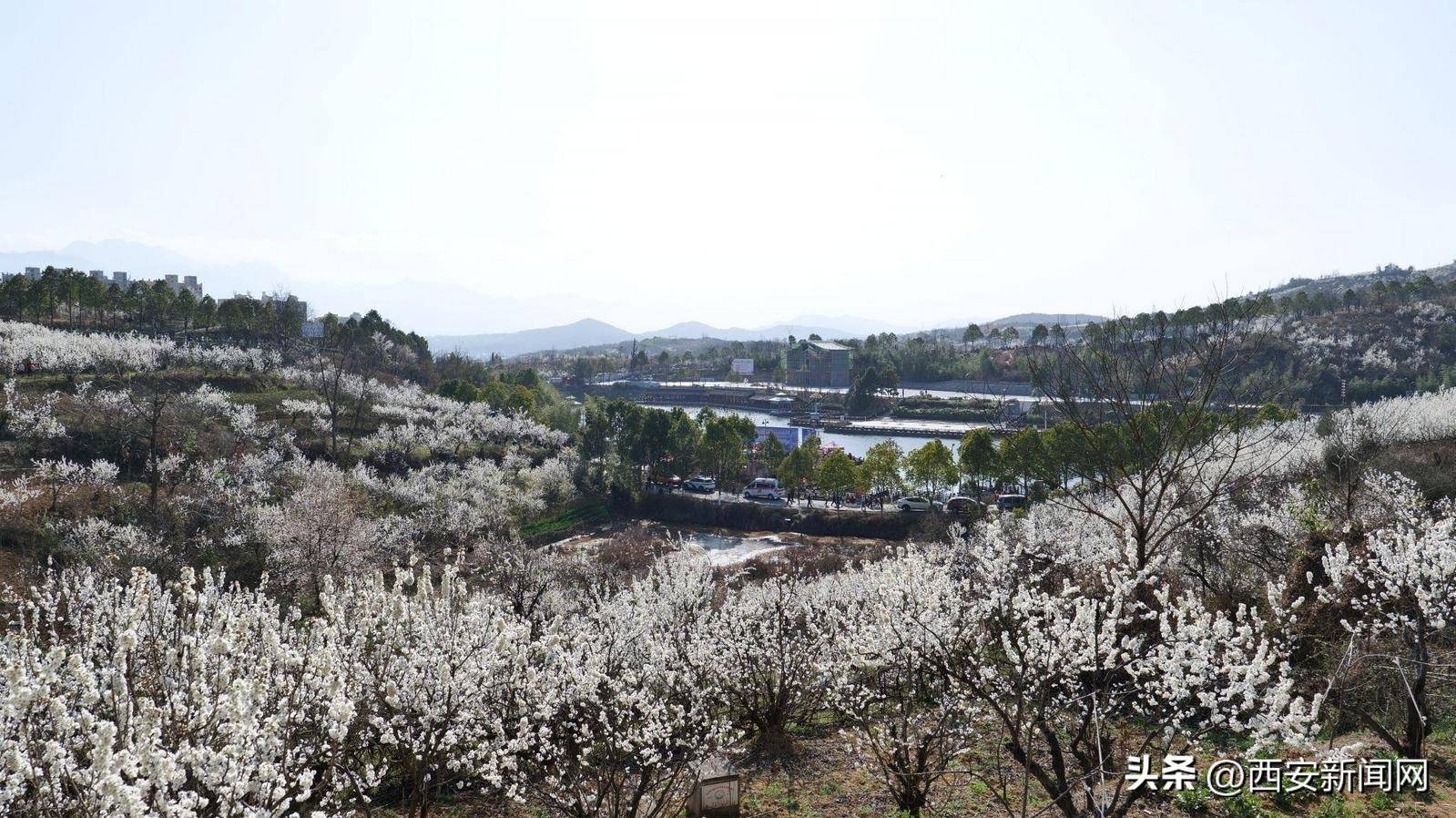 西乡樱桃花图片