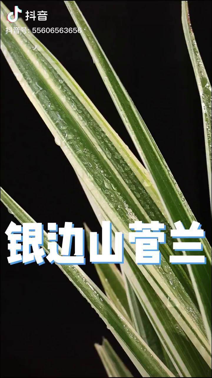 剧毒植物山菅兰图片