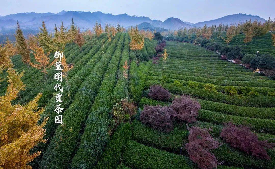 茶叶企业定制_茶叶定制化服务是什么_茶叶定制化服务