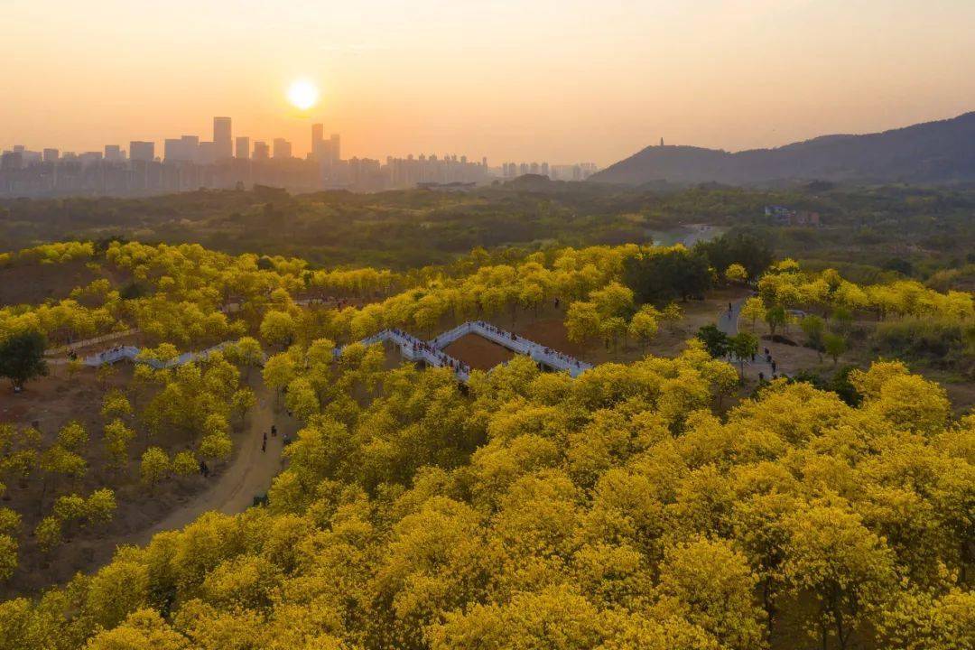 一起去看黄花风铃木_南宁_江南_公园