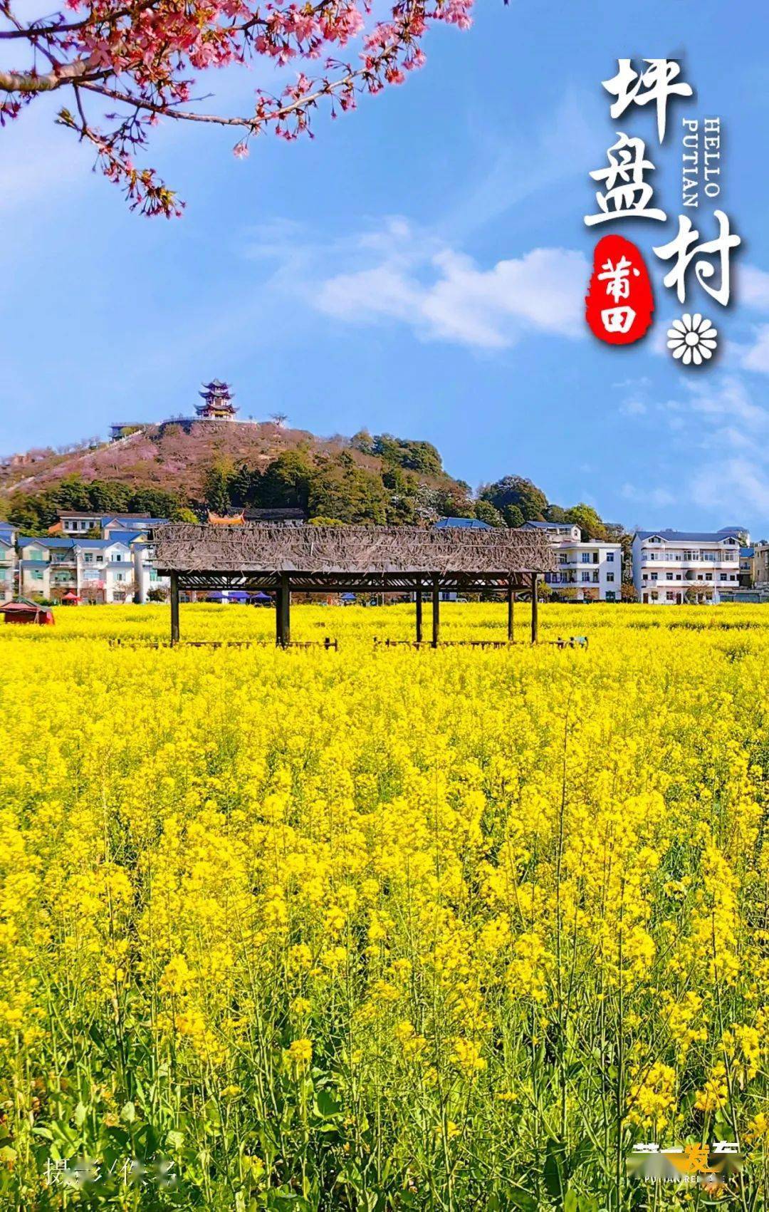 3月9日,《您好·莆田》坪盘村_花田_旅游_油菜花