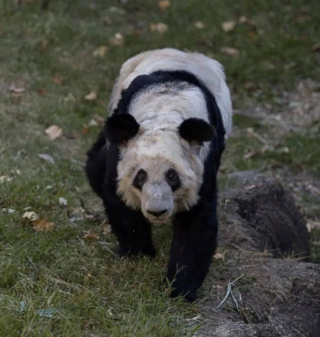 大熊猫乐乐:丫丫坚持住,替我回家!_动物园_爷爷_香香