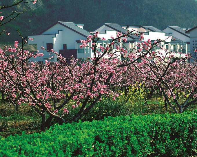 阳山桃花图片图片