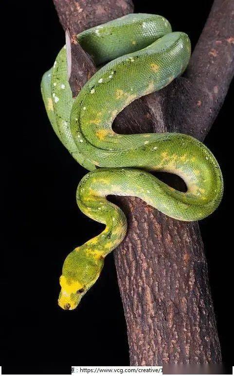 "异宠"知多少丨"美女蛇"——想说爱你不容易_毒蛇_向前_宠物