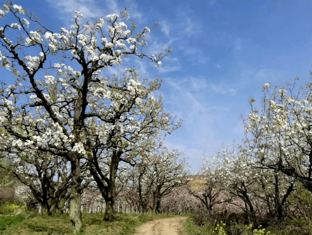 淮南西出口下——沿臥龍山路(g327)到八公山鄉郝圩村(廉頗墓附近)花期