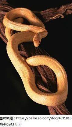 金蛇精的肚子图片