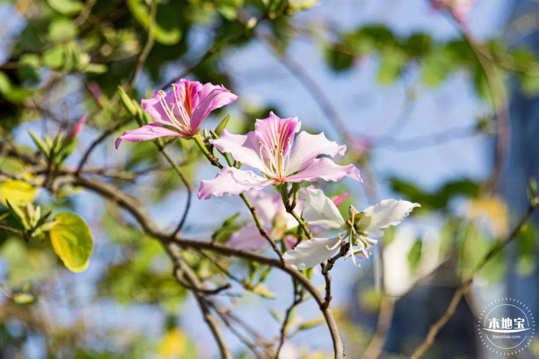 月季花栽培（月季花栽培技术要点总结图片） 第5张