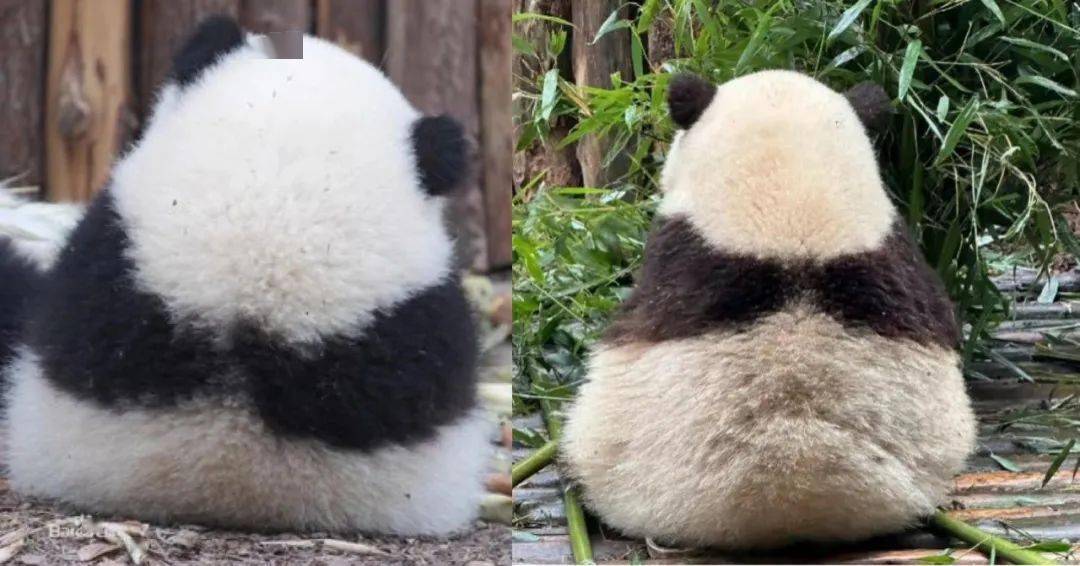 梳理大熊猫"和花"背后的商业版图_花花_研究_繁育