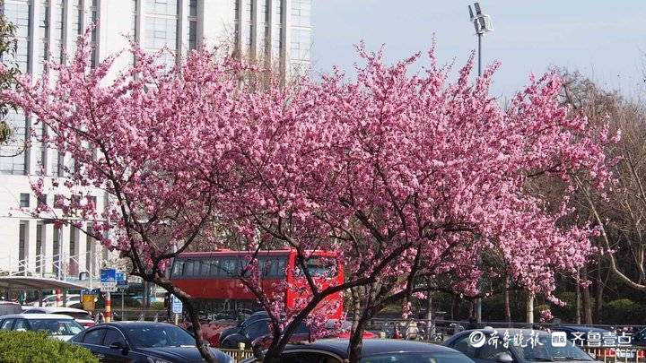 大面积美人梅开了，济南经十路粉色花廊浪漫温馨