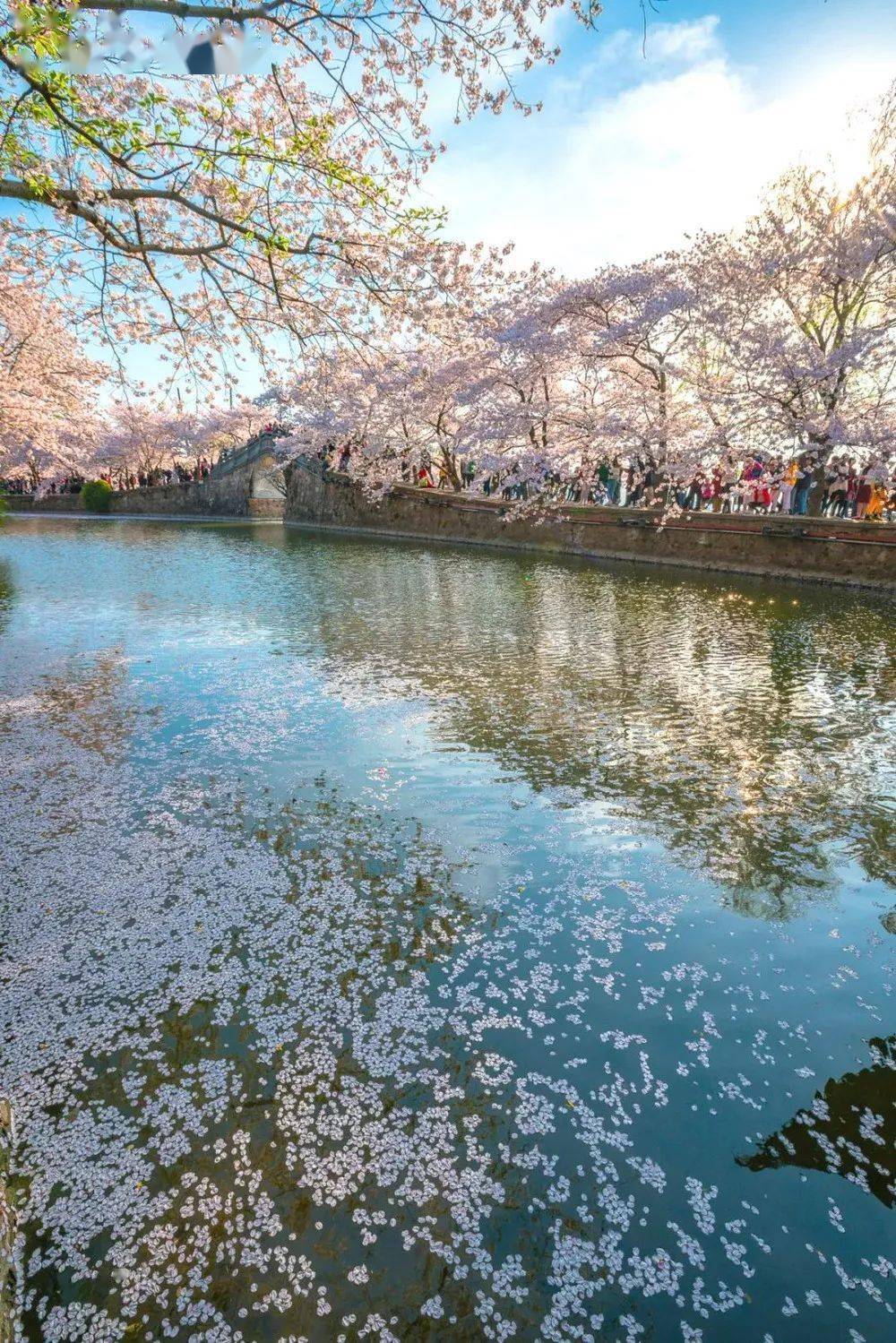 【乐行族|樱の鼋头渚】3月25日-26日,共赴世界三大赏樱地之鼋头渚