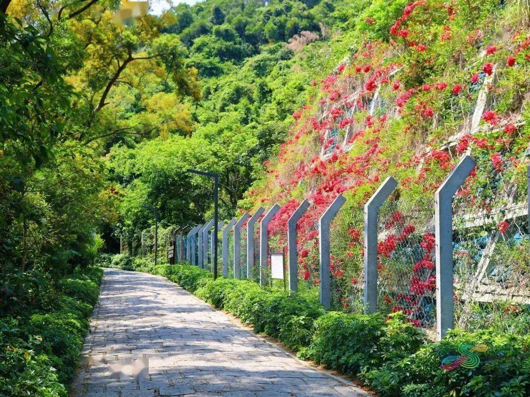 打卡深圳最美绿道,深铁"踏青号"继续出发→_地铁_攻略_梅林