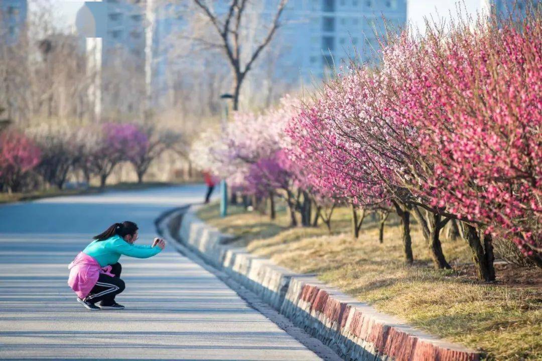 花都开了,@莱西梅花山 快来赏花吧!_信息_景区_入口