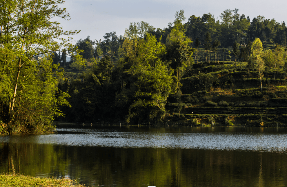 名山区前进镇凤凰村聚力乡村振兴,实现"凤凰涅盘"!_发展_文化_村民
