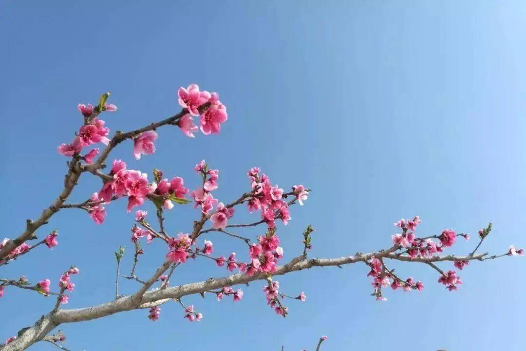 千红的花卉轮番绽放勾绘出一幅春光明媚的斑斓图景牟定海棠花(通讯员