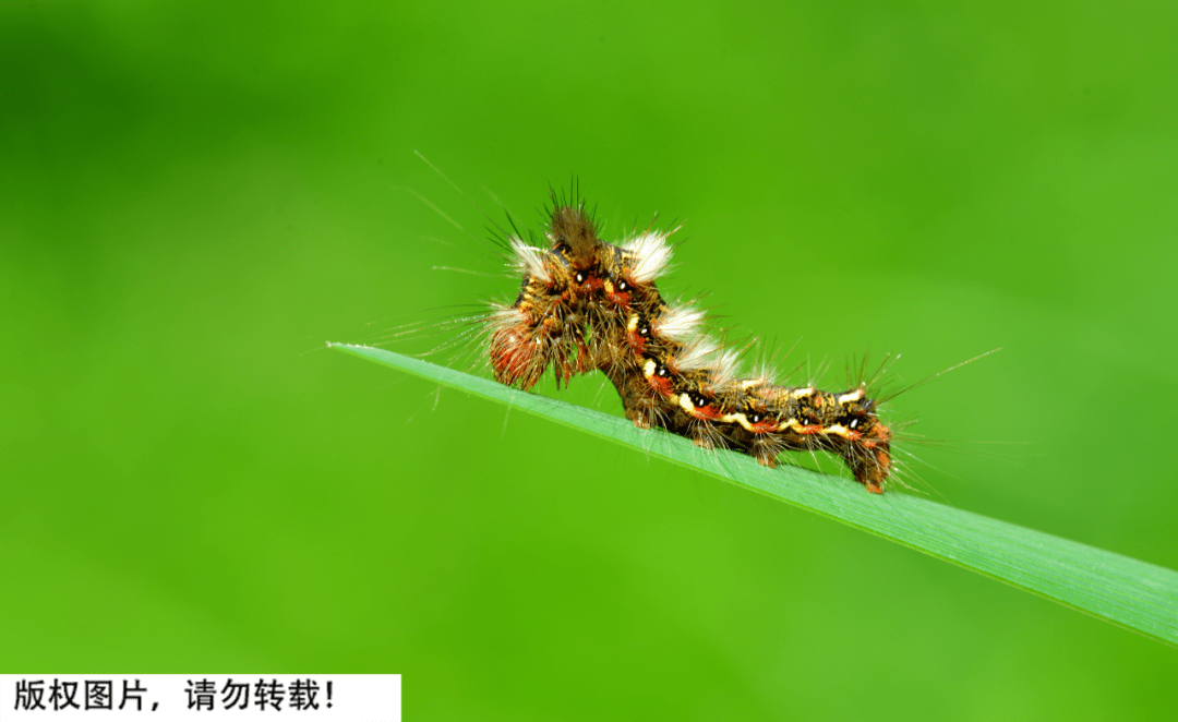 土耳其地震后迎来怪象,数以百万的松毛虫神秘出现…