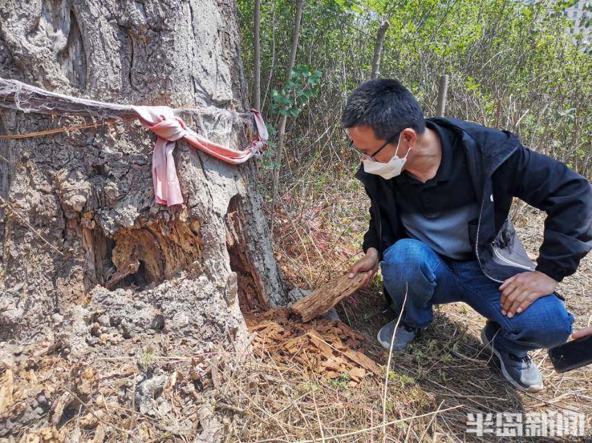 西安千年银杏古树（西安千年银杏古树图片） 第2张