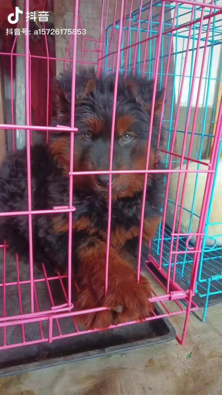 红狮牧羊犬爆红马犬 黑狼幼犬罗威纳护卫犬 热门热门