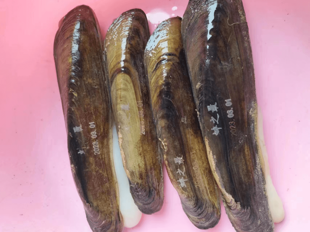 为兼顾橄榄蛏蚌种质资源保护和地方特色美食"阜南蚬子"传承,2018年