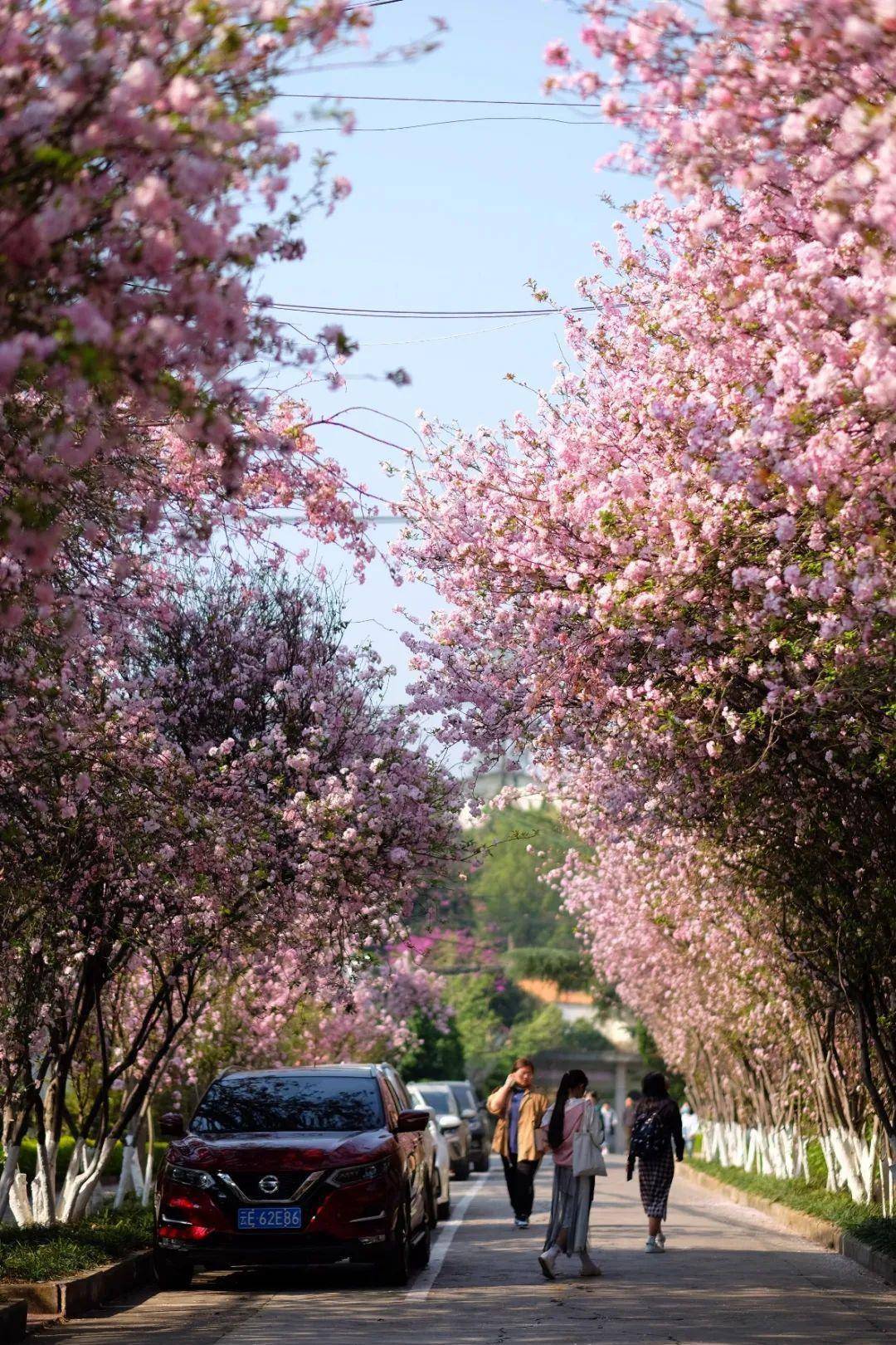 千红的花卉轮番绽放勾绘出一幅春光明媚的斑斓图景牟定海棠花(通讯员
