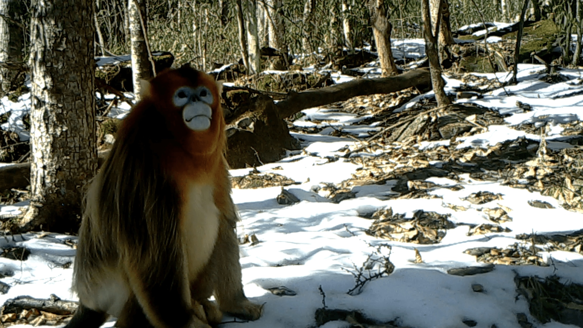 国家一级保护动物川金丝猴首次亮相湖北宜昌 