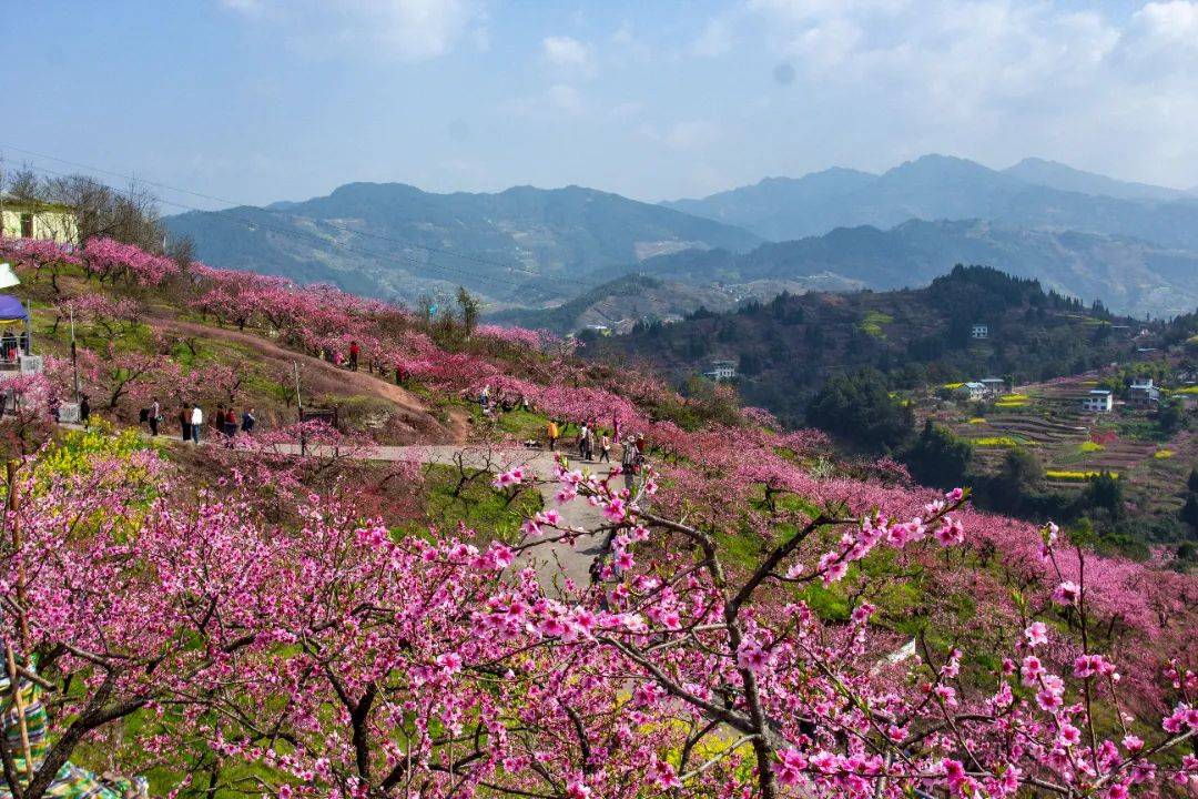 开州丨郭家镇毛成桃花岛千亩桃花盛开啦!_万盛_花香_繁花