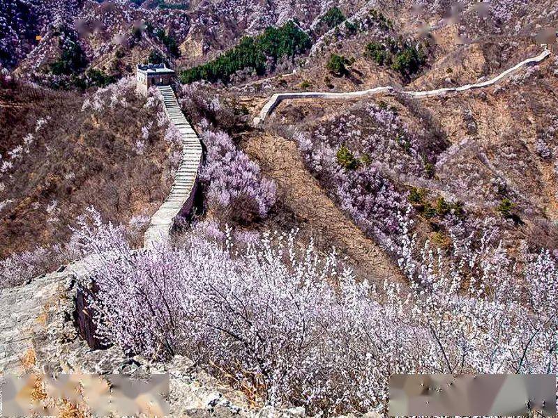 1日|徒个61龙泉峪|桃花映长城の龙泉峪长城徒步穿越9公里_活动_费用