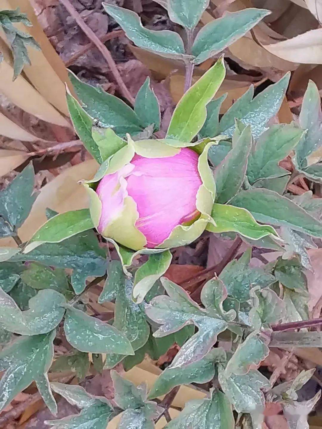 1035从牡丹花洗脚与芍药梳头所想到的兰花控芽措施