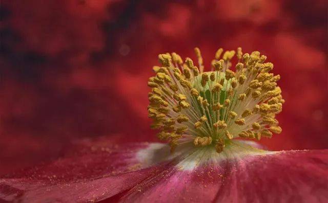 【科普】脸上突然起小疙瘩 又红又痒是怎么回事?_诊断_昆虫_功能