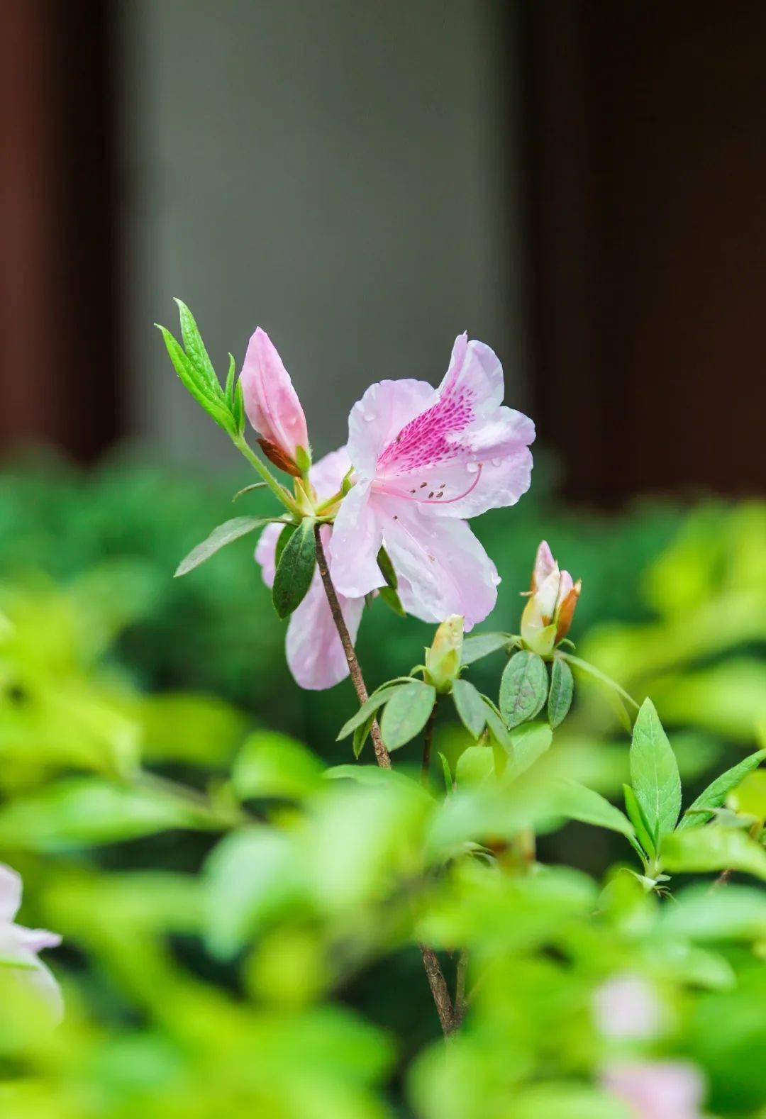 古诗宣城见杜鹃花图片