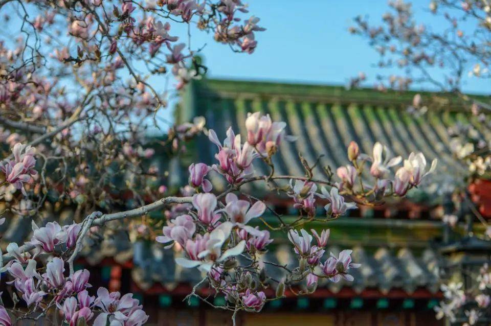 白雪楼前白玉兰