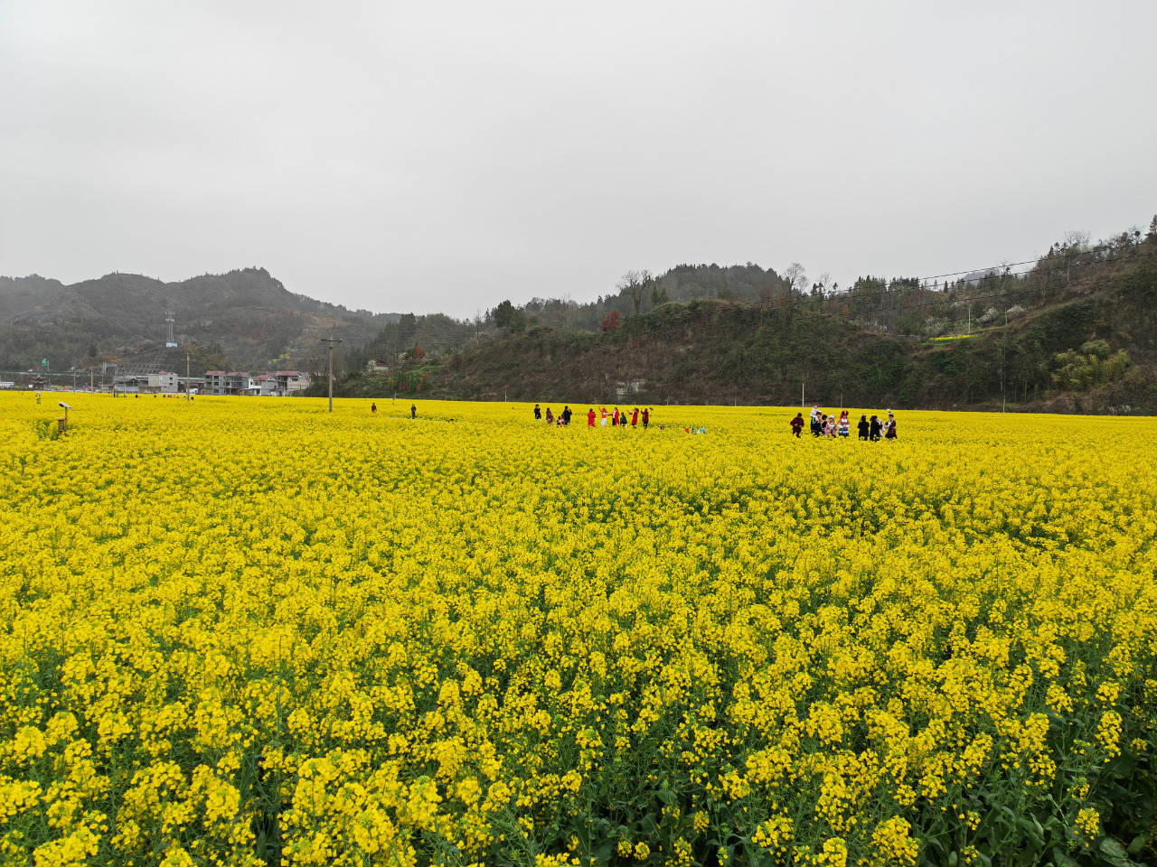 瓦屋乡油菜花"火"出圈 游客点赞美丽碧江_铜仁市_乡村旅游_大自然