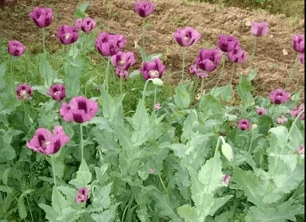 罂粟_种植_毒品