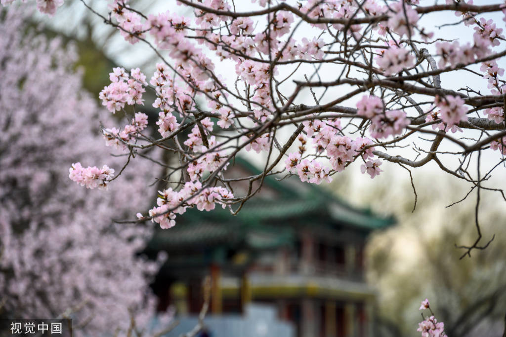 颐和园山桃花陆续盛开 市民赏花拍照_视觉_中国