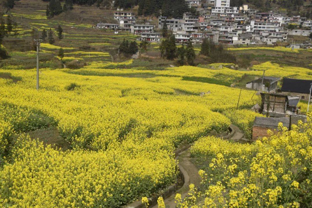 织金县板桥镇:油菜花开春来"稻"_种植_发展_中心村