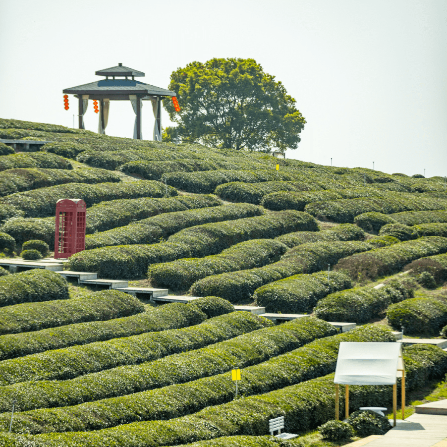 (文末福利)_柏泉_茶园_茶叶