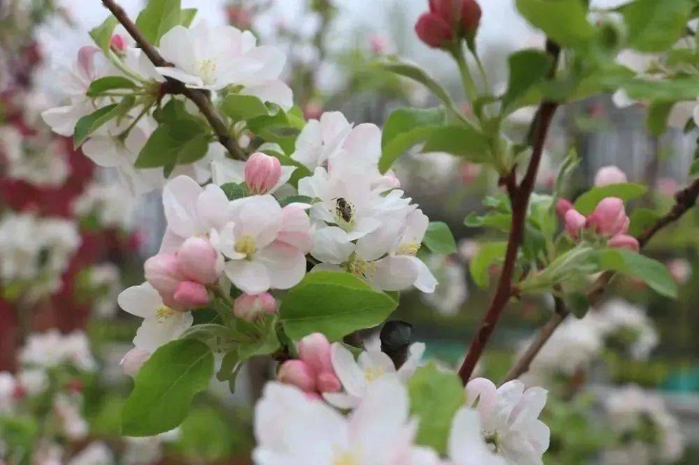 风儿特别调皮春天的阳光特别温暖长清区第三初级中学奔赴一场与春天的