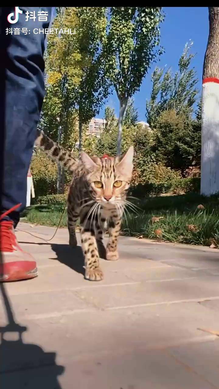 谁敢碰我主子我给他好看cfa赛级猫 孟加拉豹猫 猫