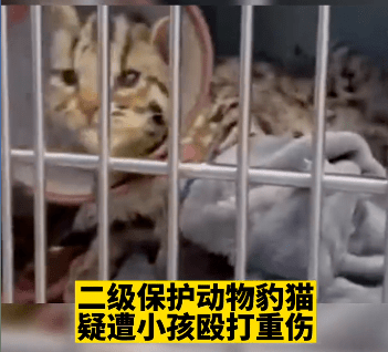 小孩打伤国家二级保护动物豹猫，家长要坐牢吗？ 