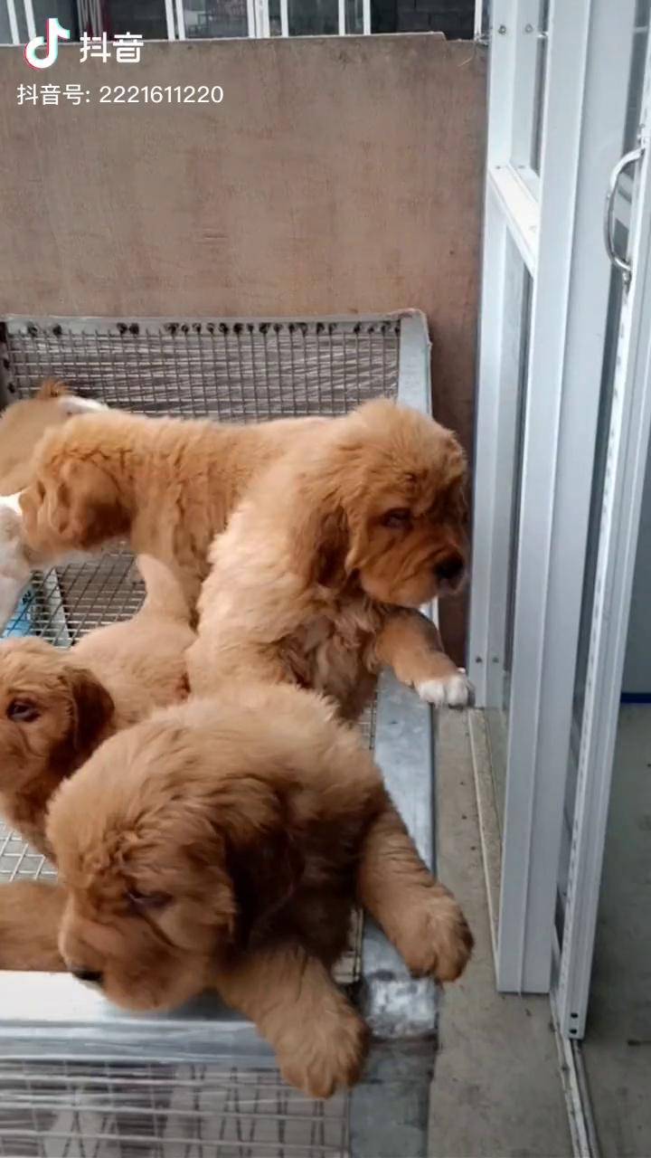 是金毛还是藏獒还是叫獒毛