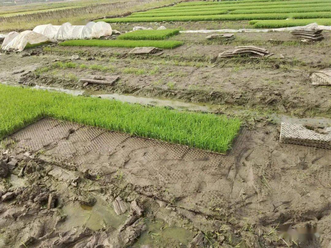 宾阳春季抛秧走起,你家今年种几多亩?