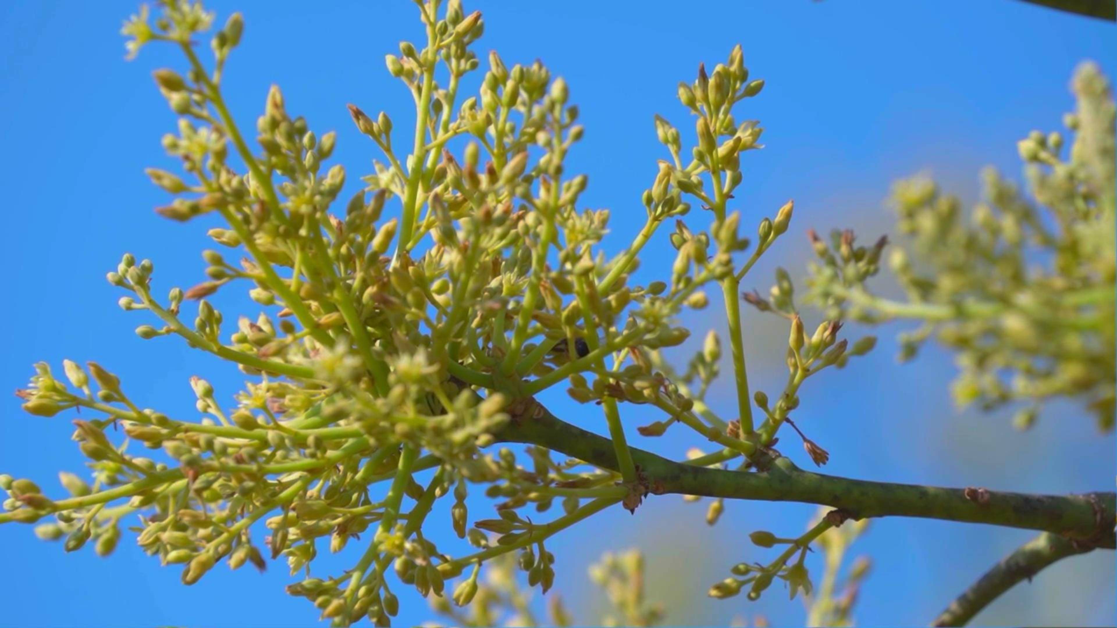 见过牛油果花吗?来云南孟连万亩种植基地看看